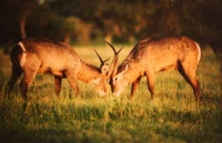 2 Waterbuck by Unknown