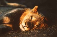 Male Lion by Unknown