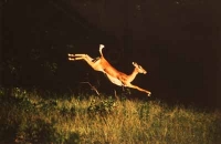 Jumping Impala by Unknown