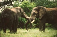 2 Elephants by Unknown