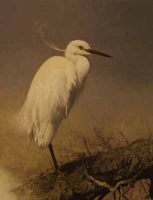 Little Egret by Harris Ching, Raymond