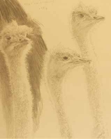Ostrichs by Harris Ching, Raymond