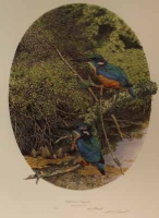 Halfcollared Kingfisher by Darroll, Gail