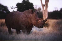 Photo of Rhino by Unknown