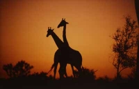 2 Giraffes by Unknown