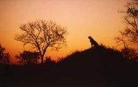 Cheetah On Hill by Unknown