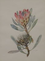 Protea by Van Goch, Joan