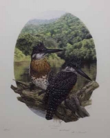 Giant Kingfisher by Darroll, Gail
