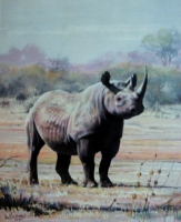 Rhino by Fisher, Julian