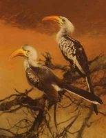 Redbilled Hornbill by Harris Ching, Raymond
