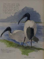 Sacred ibis by Macmahon, Liz