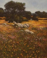 Early Flowers In Namaqualand by Meyer, John