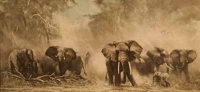 Heard Of Elephants by Shepherd, David