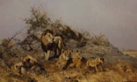 The Pride by Shepherd, David